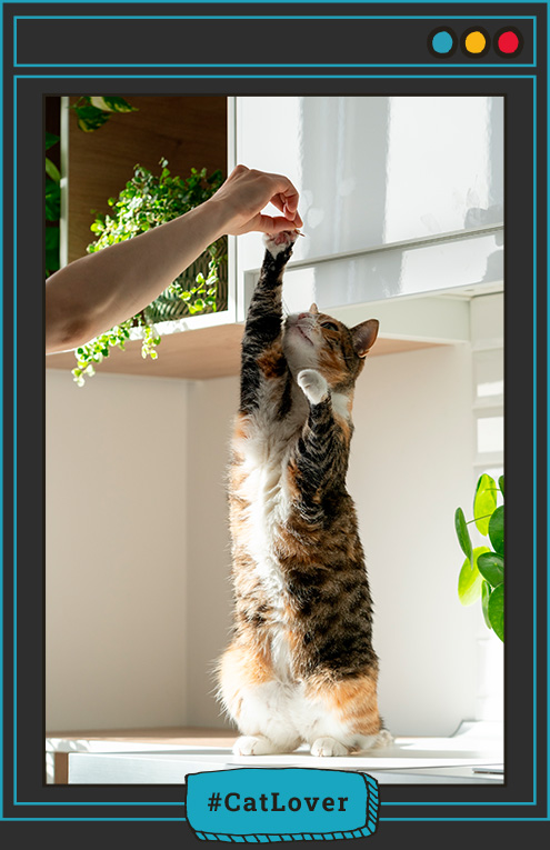 enriquecimiento ambiental para gatos